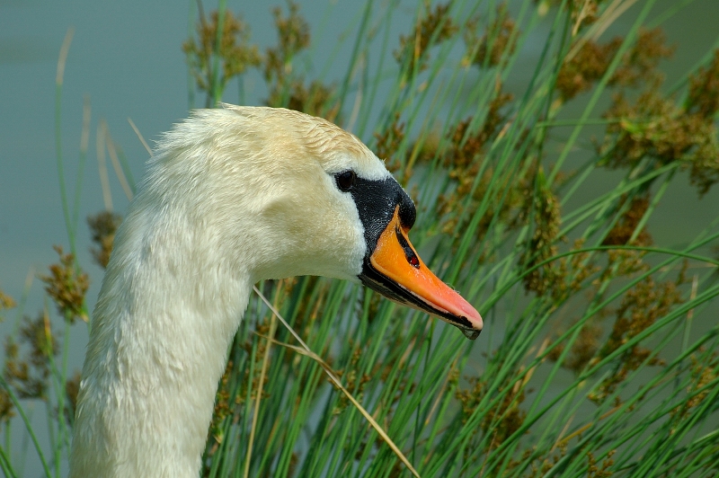 cigno