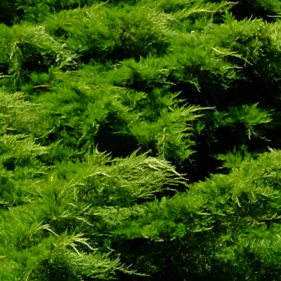 Originale crop