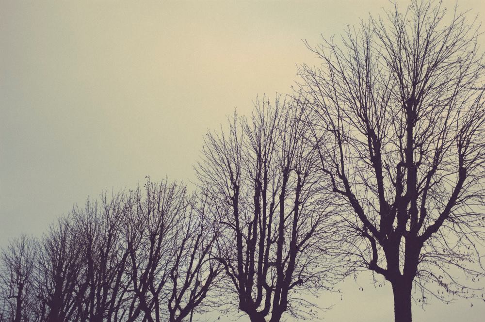 alberi autunnali