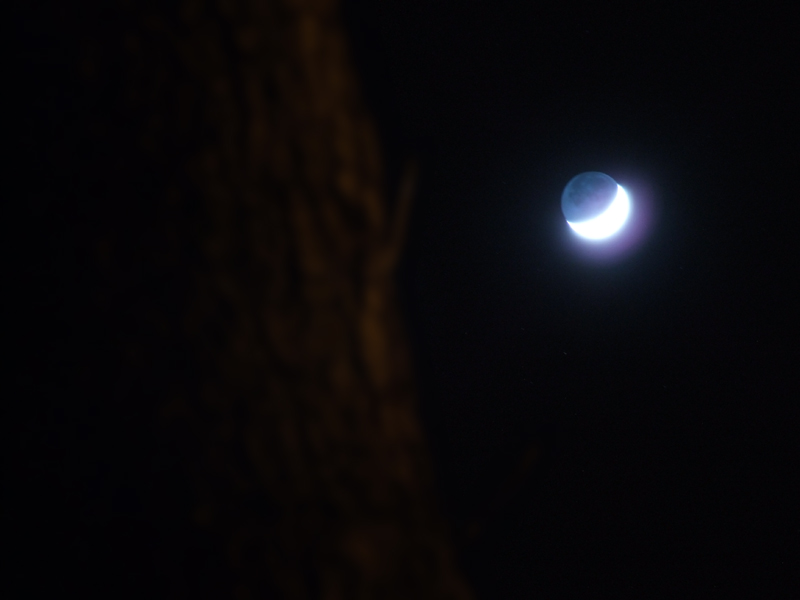 Luna e albero