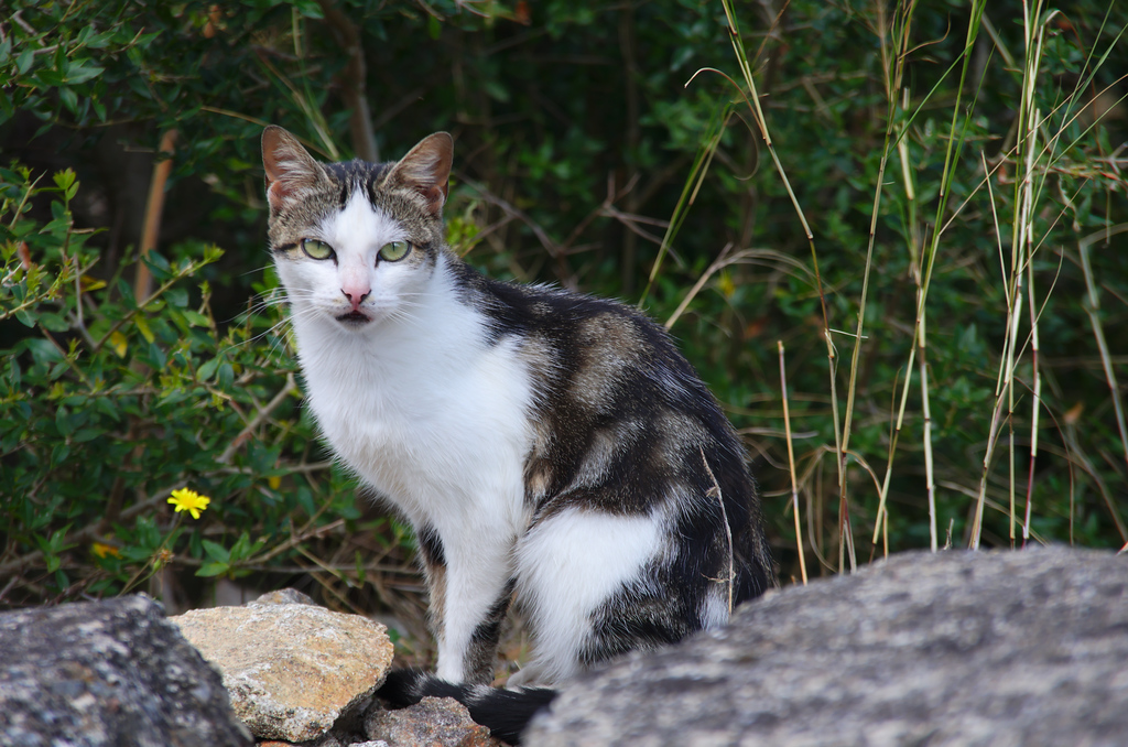 Felix II