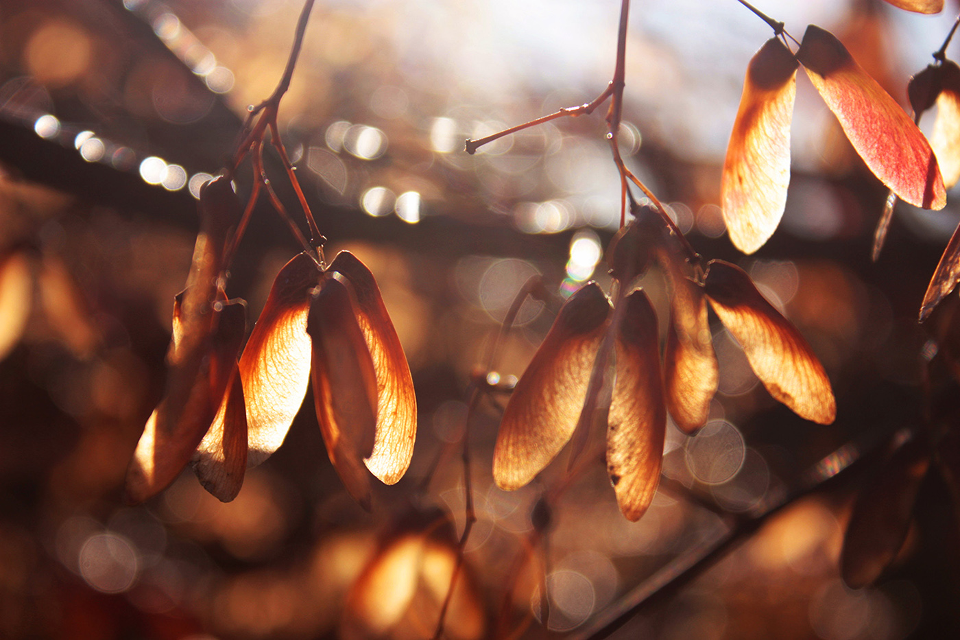 Autumn