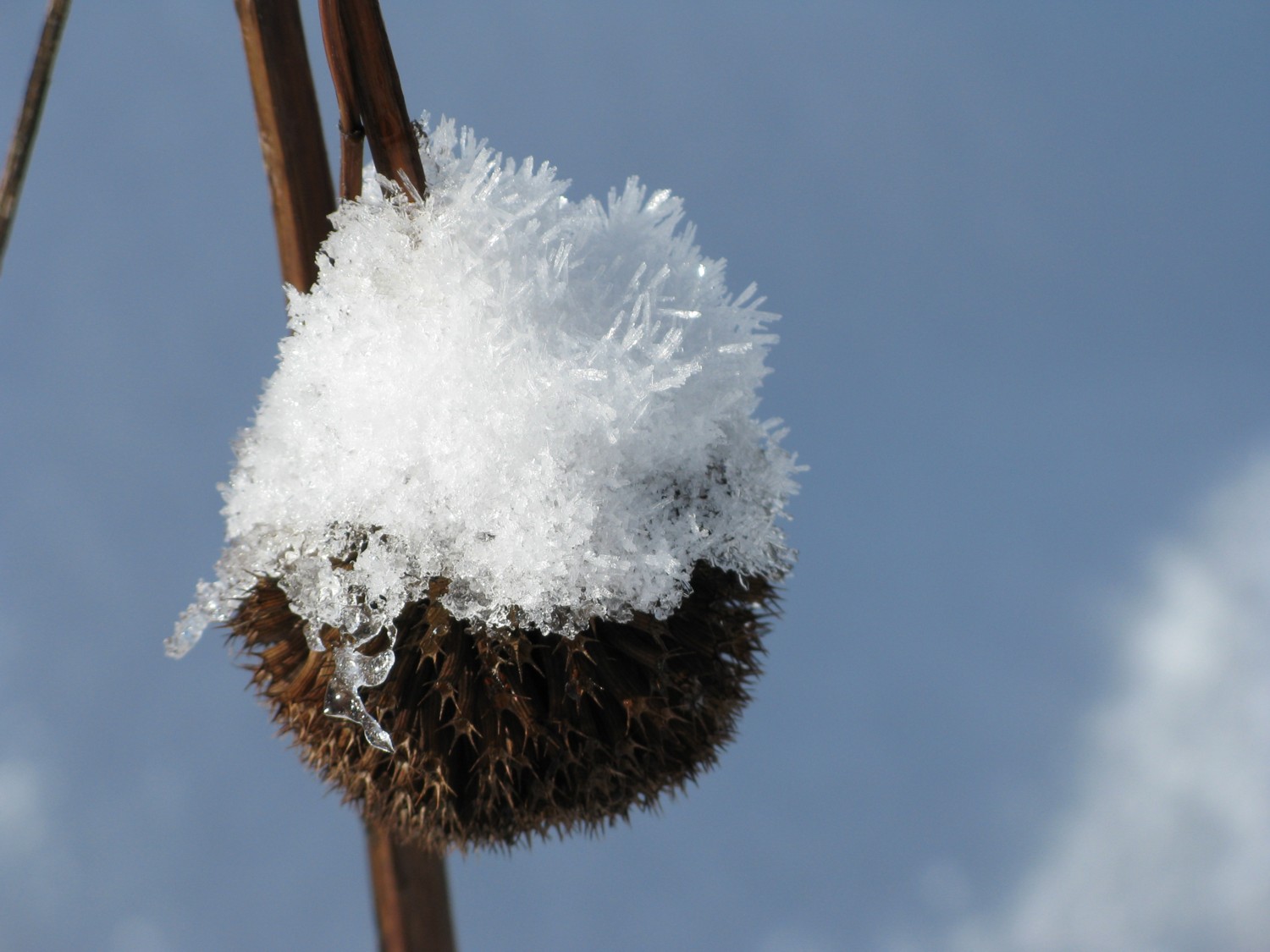 berretto di neve