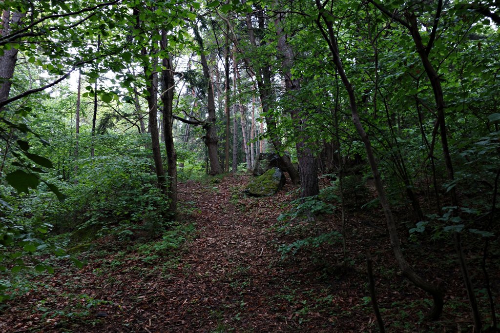 Uno scorcio nel bosco