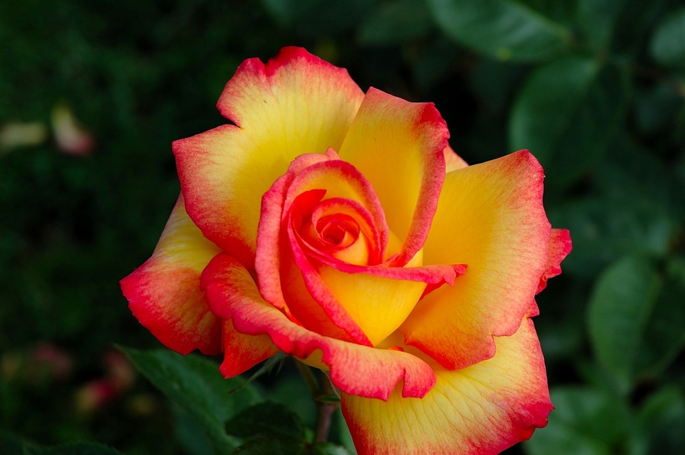 rosa