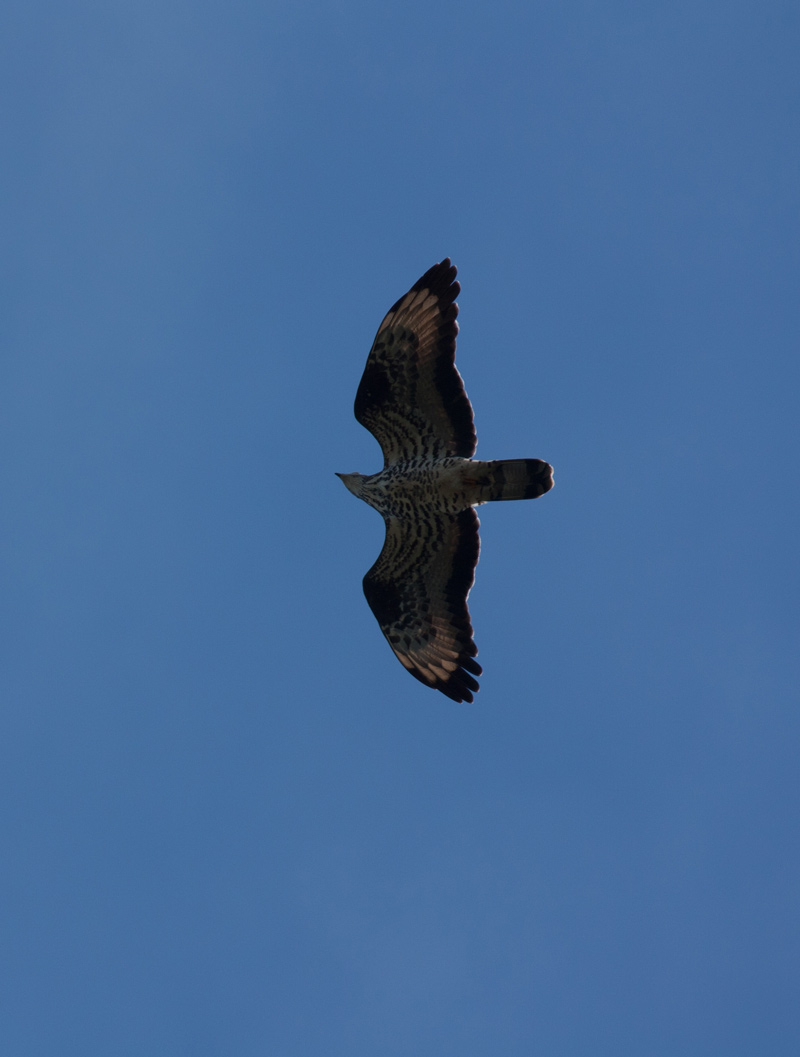 Falco Pecchiaiolo