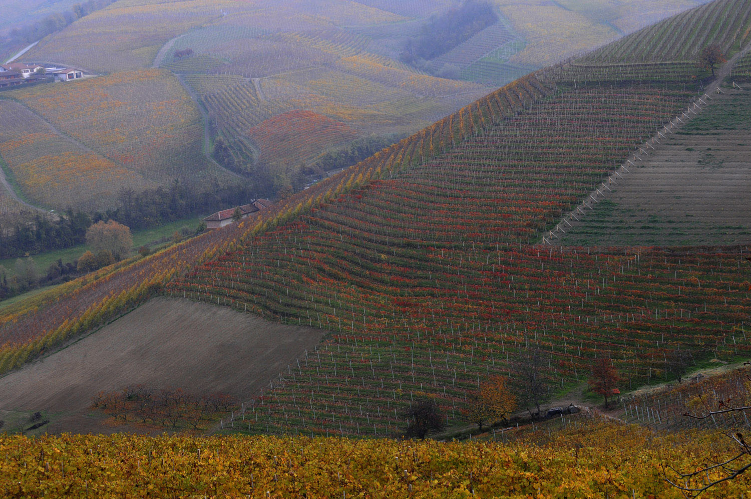 Barbaresco