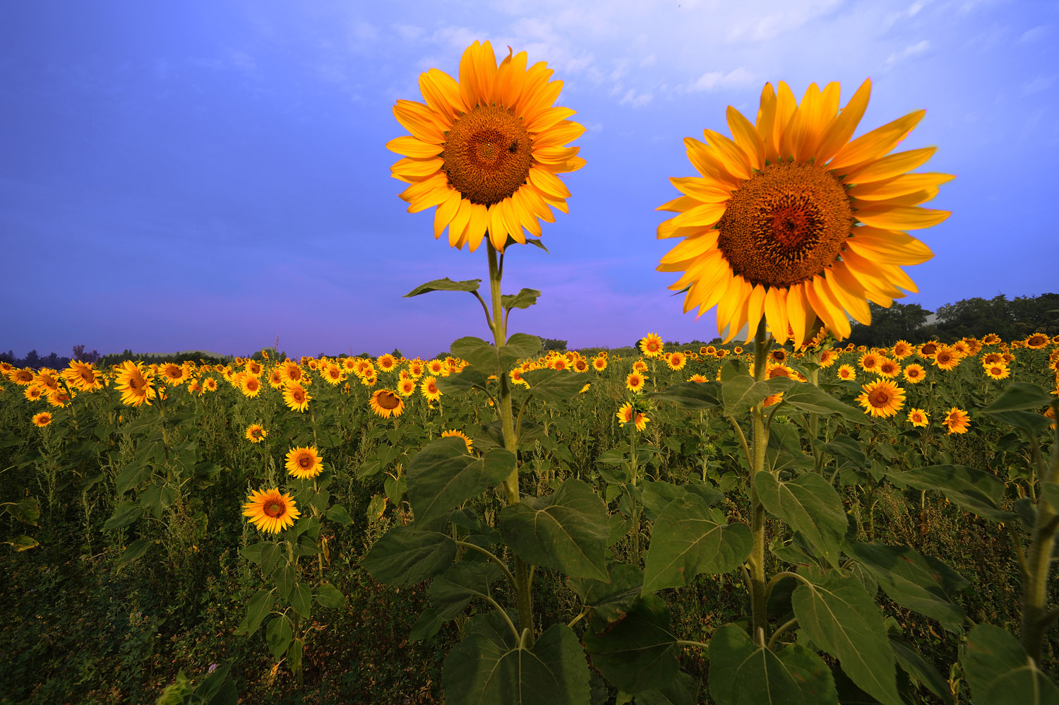 Sunflowers