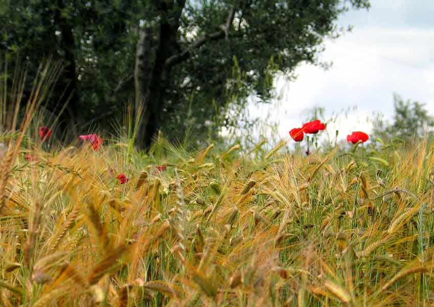 Giugno_7
