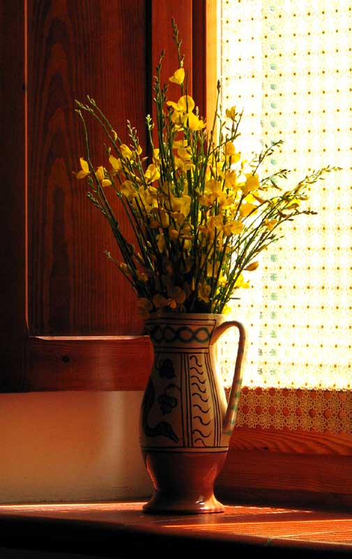 Natura morta con vaso e fiori di ginestra