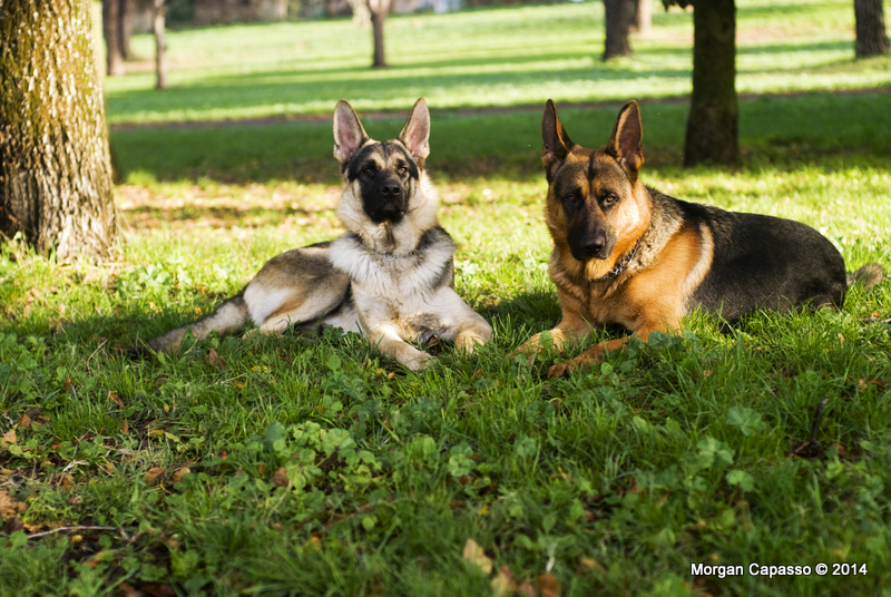 Argo e frodo