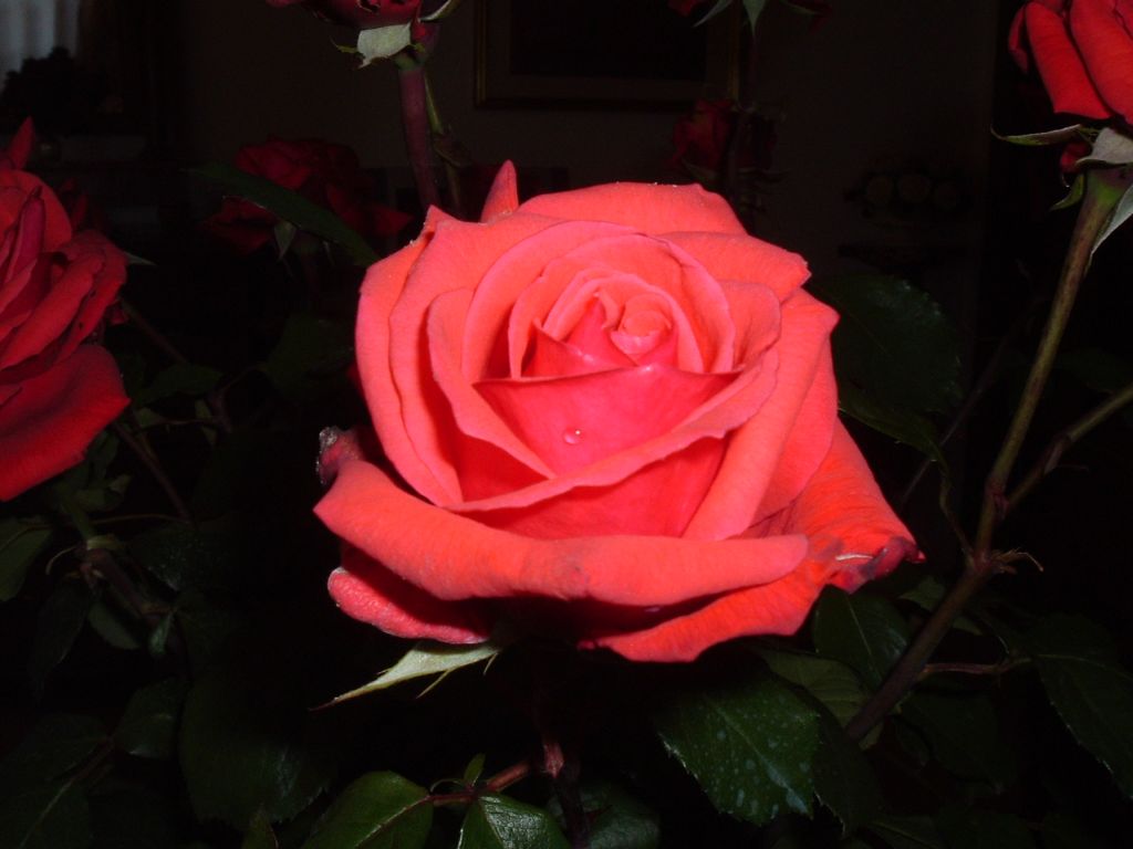 Rosa ed acqua