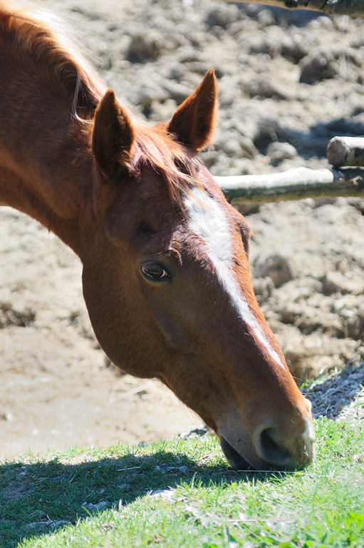 Cavallo