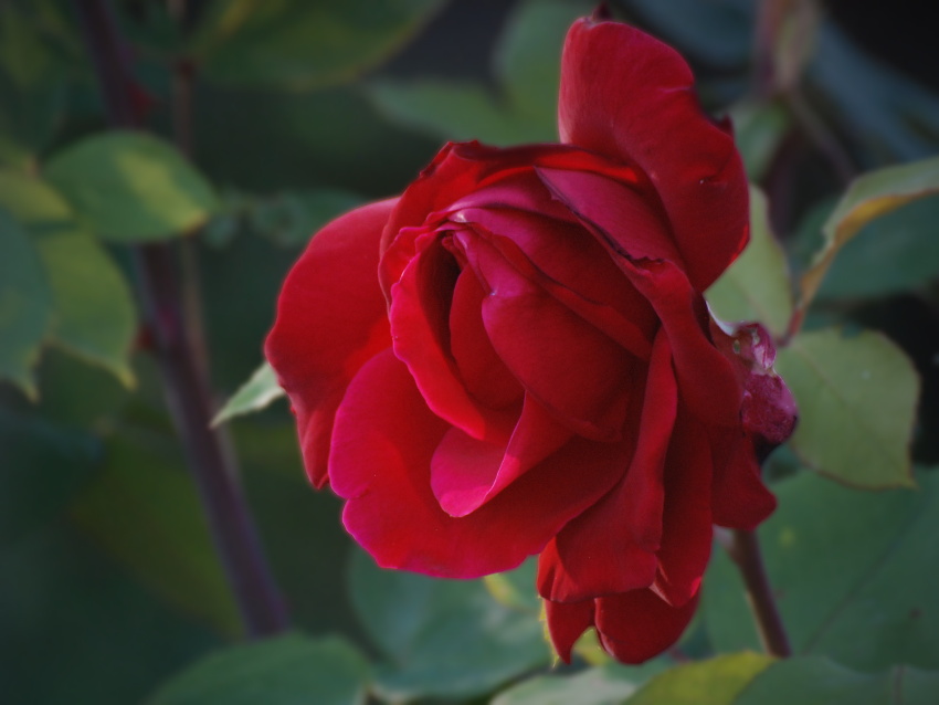 ancora rosa