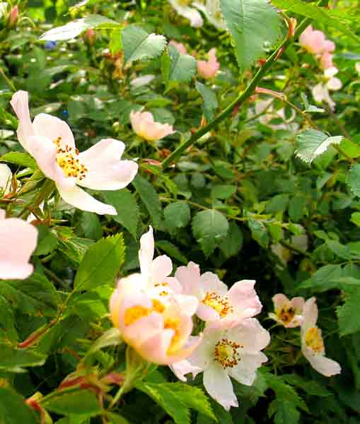 Rose selvatiche