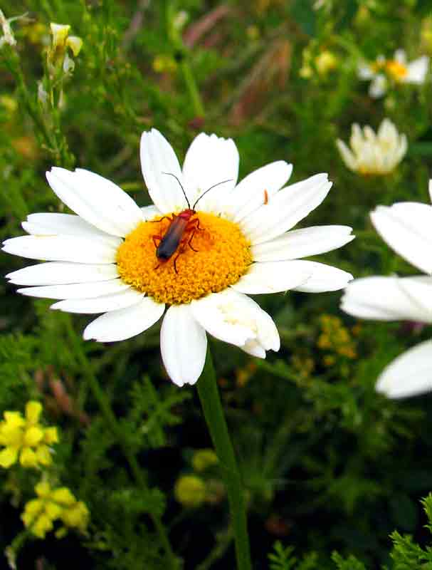 Macro_1