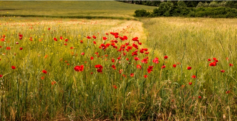 Campagna Lucana
