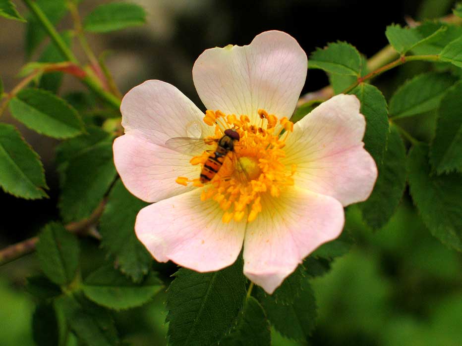 Macro