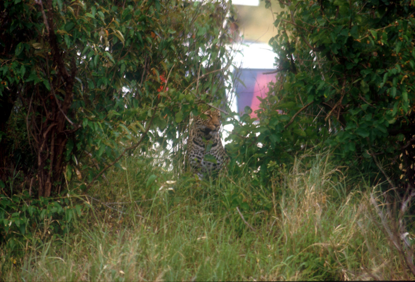Maasai Mara, Kenya