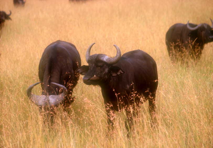 Maasai Mara, Kenya