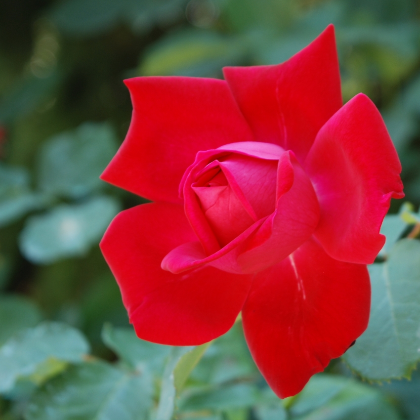 rosa