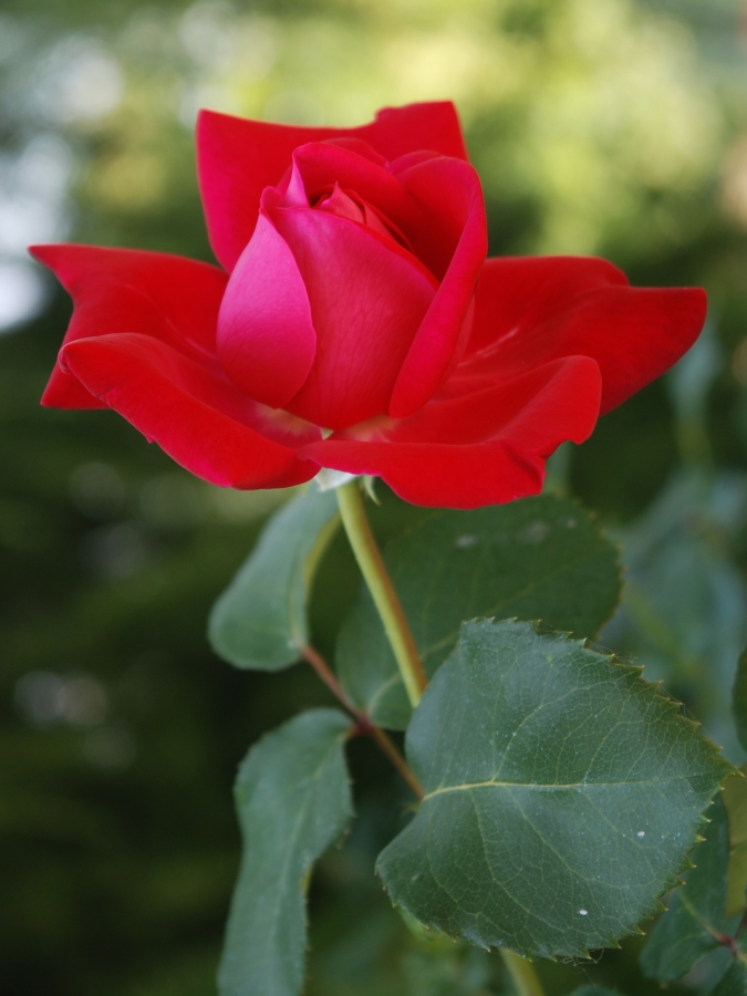 rosa