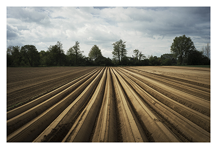 preparation for plantation of asparagus - Germany
