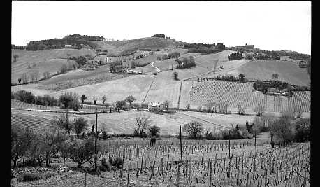 Ancona