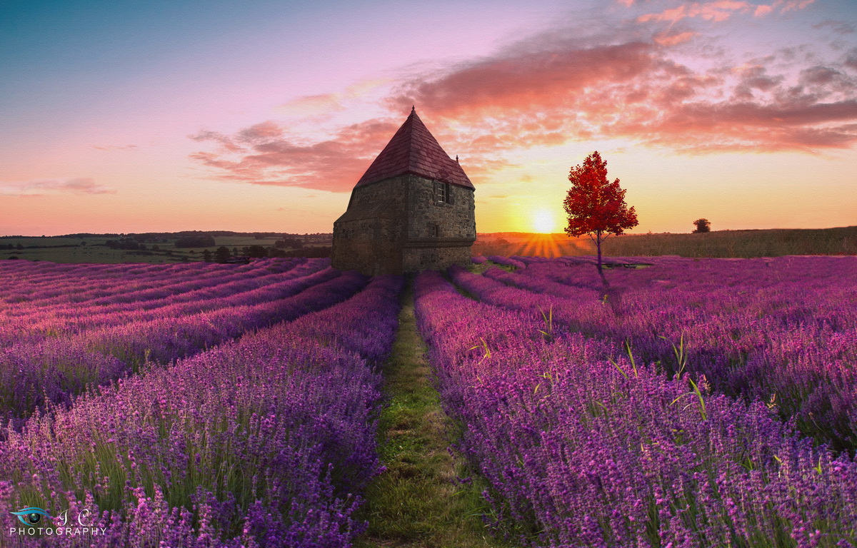 Provenza la lavanda