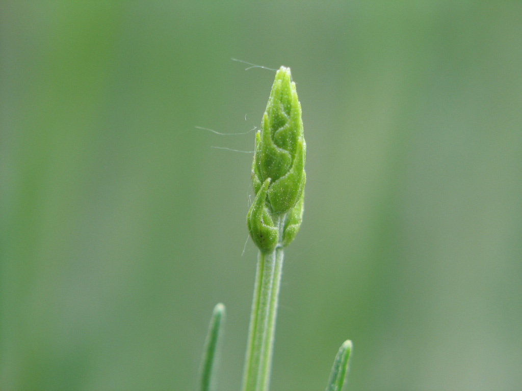 germoglio
