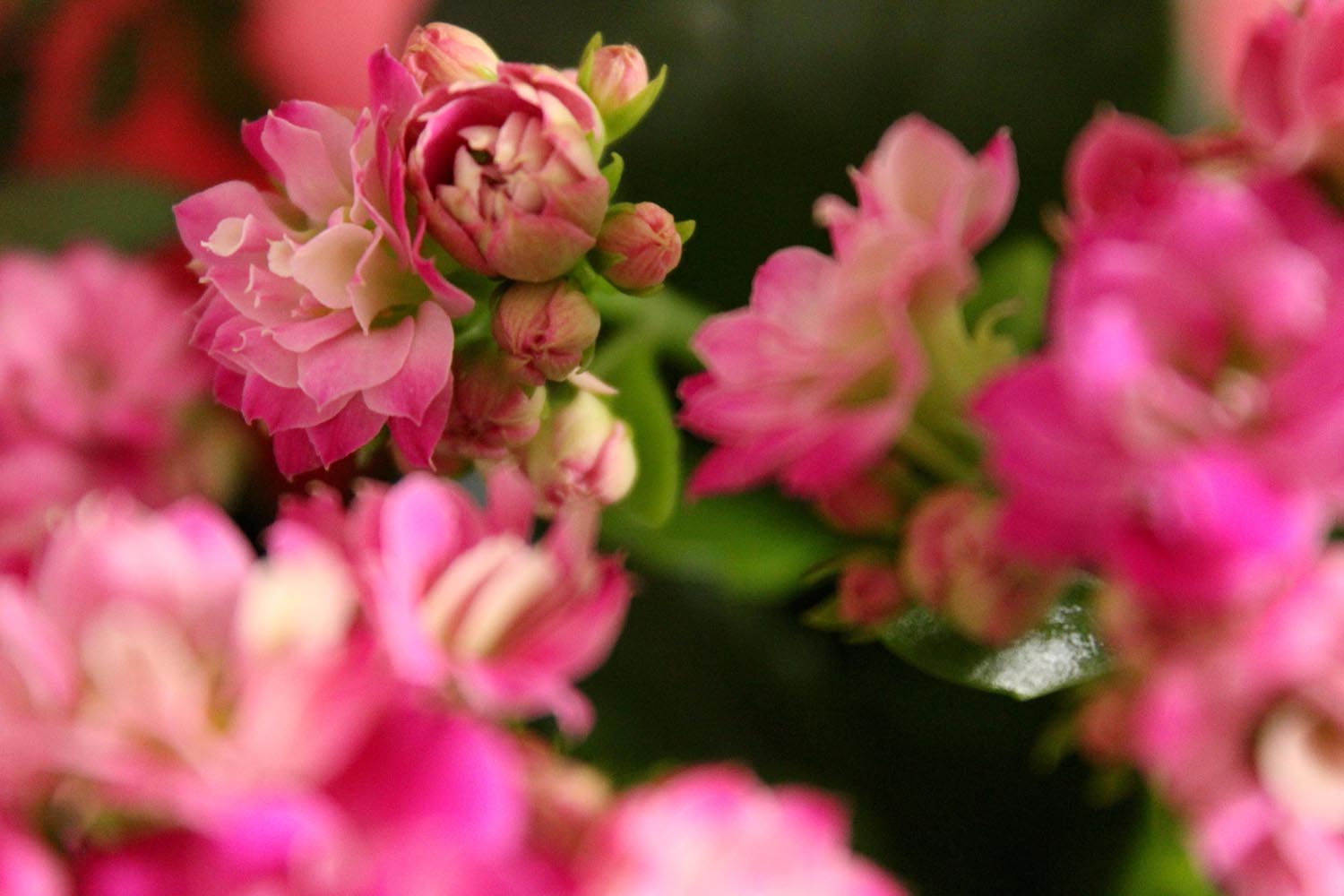 pink flowers