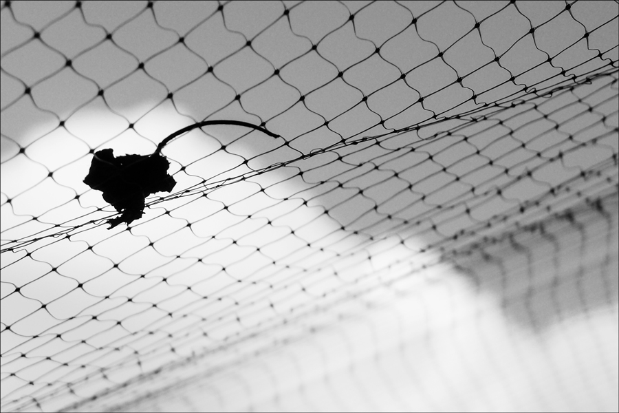 Escape