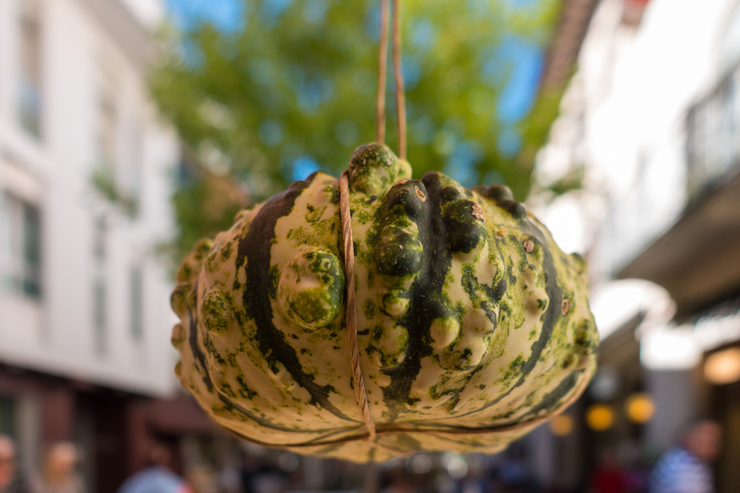 Festa della zucca