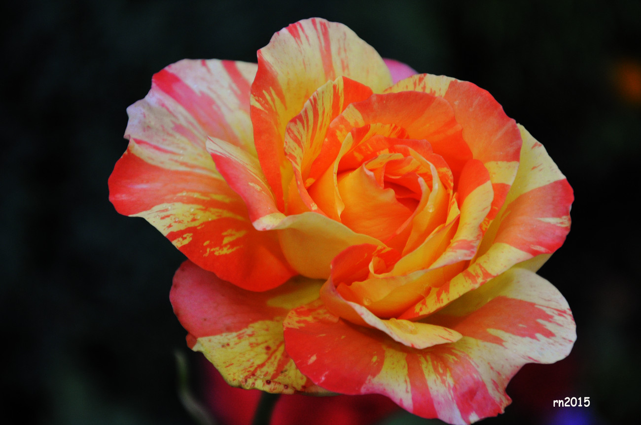 rosa screziata