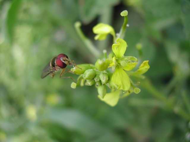 Insetto sul fiore
