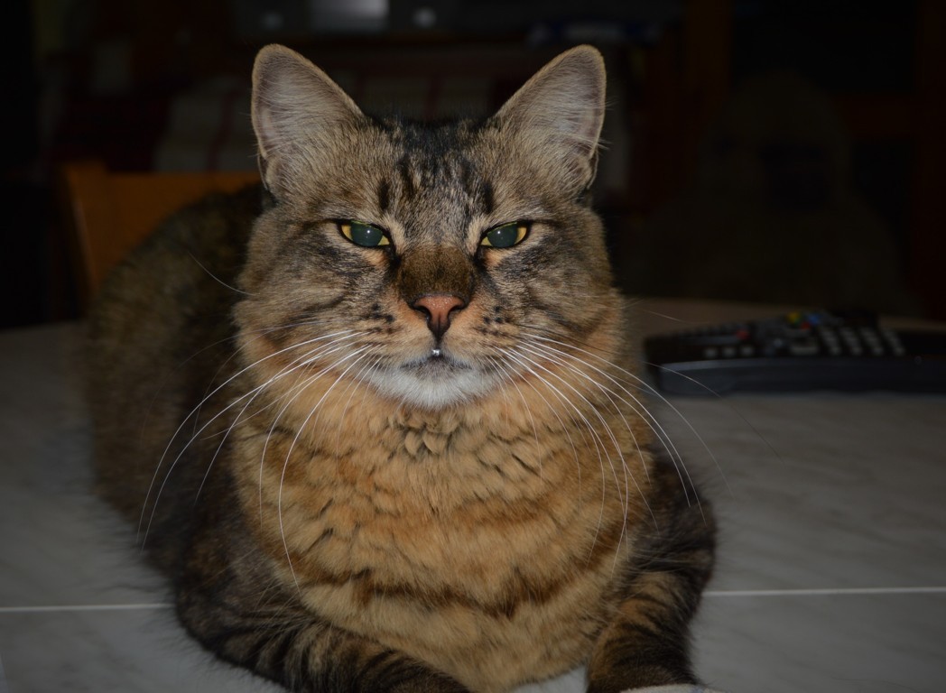 Il mio gatto