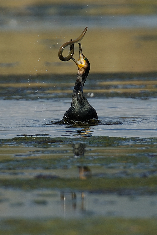 cormorano