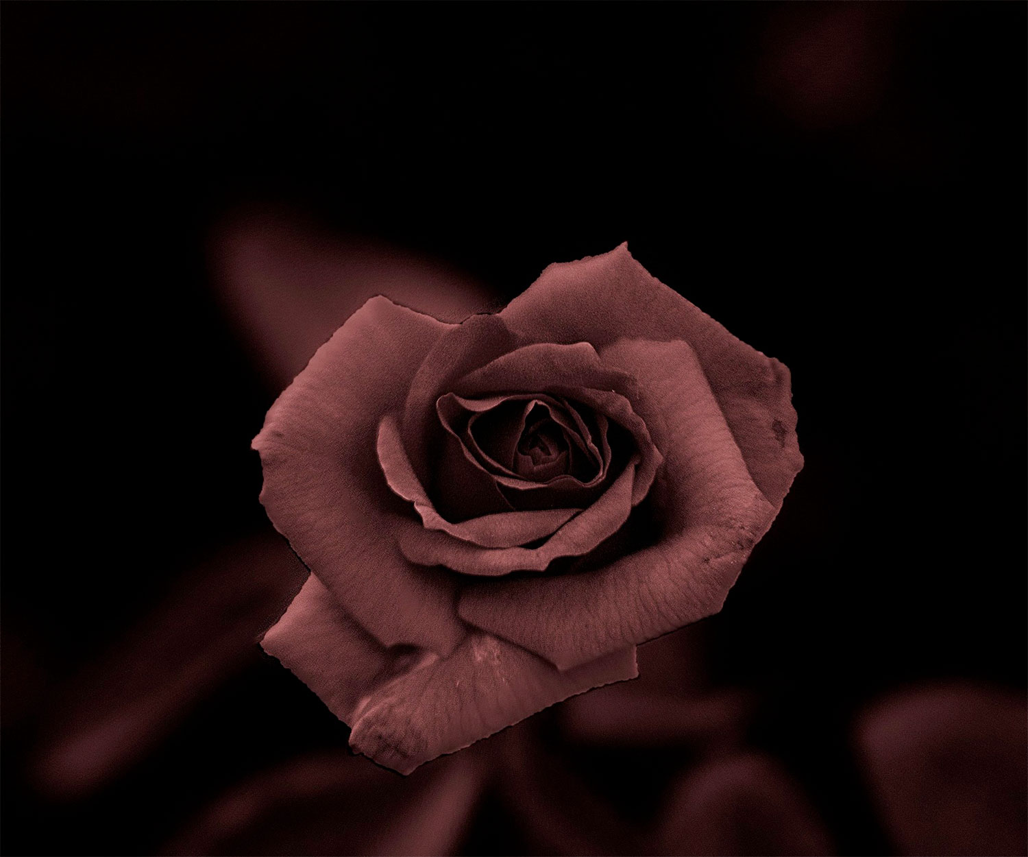 rosa porpora