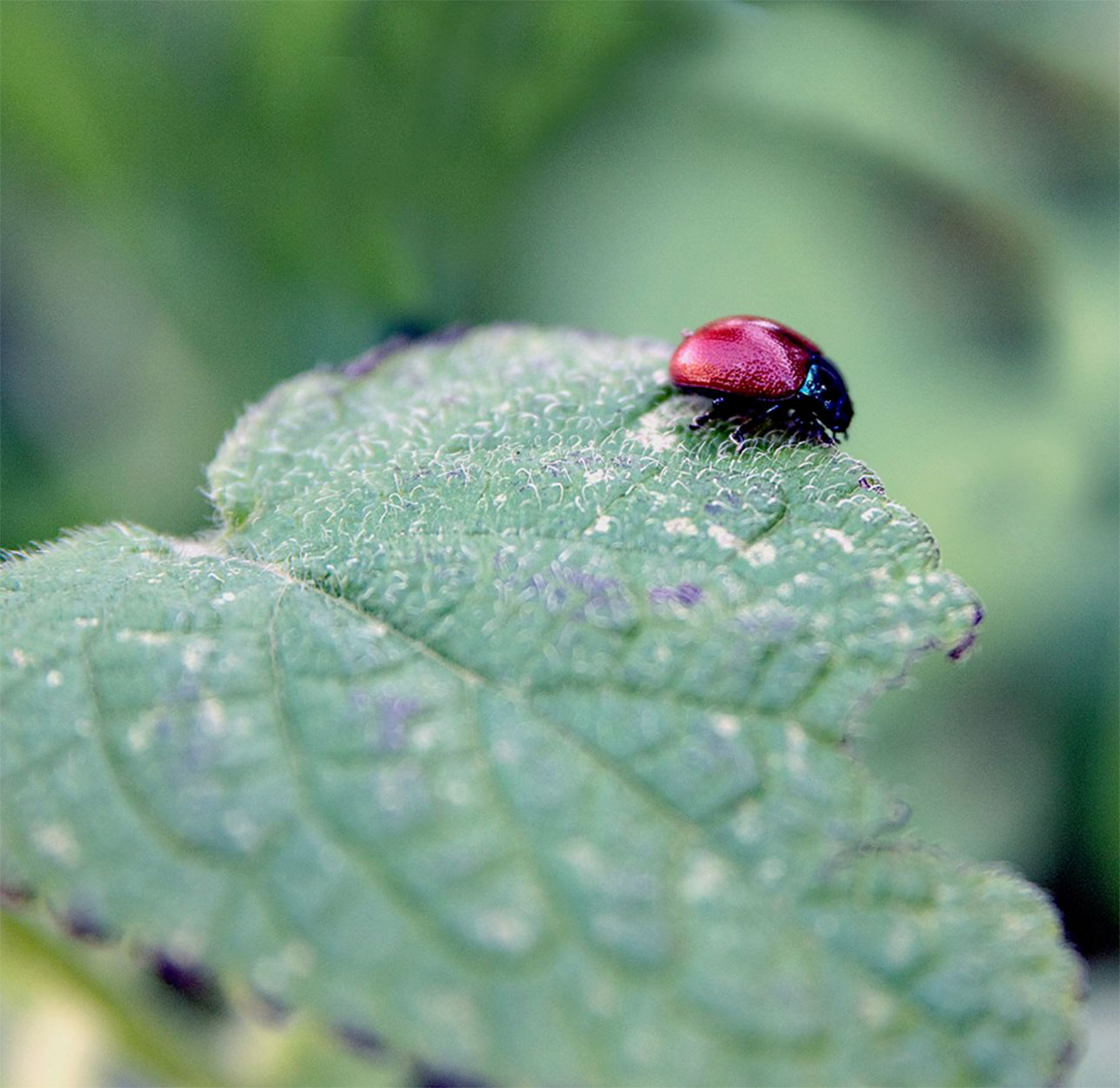 Coccinella