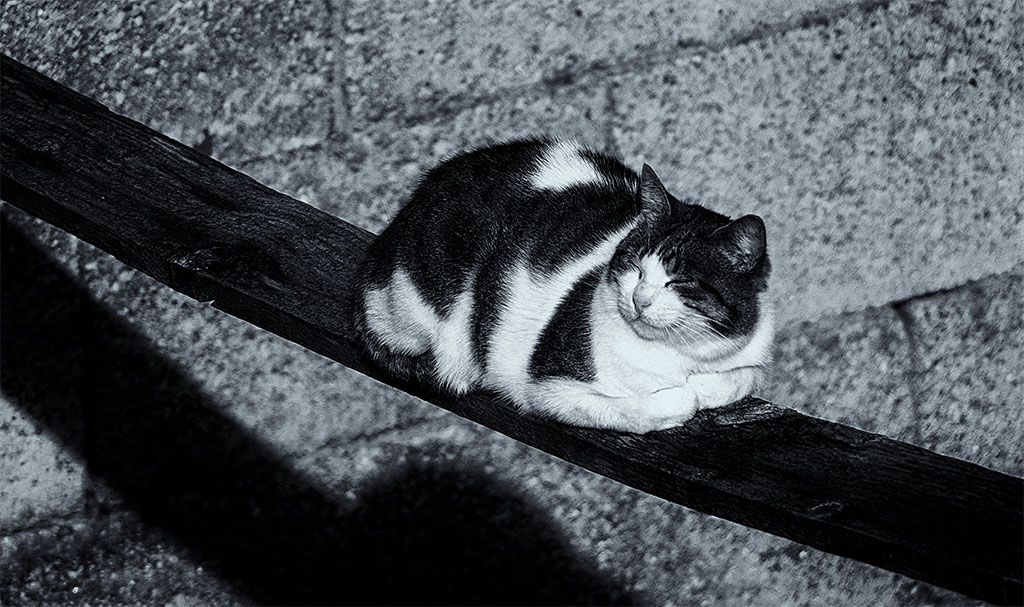 Il gatto sullala trave che scricchiola