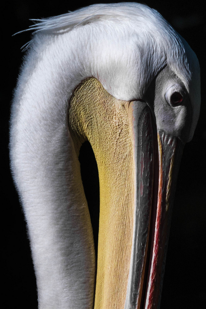 Pelecanus conspicillatus