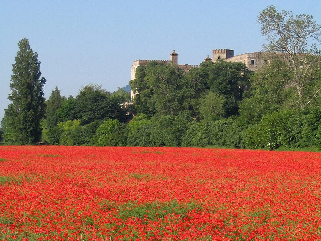 1000 papaveri