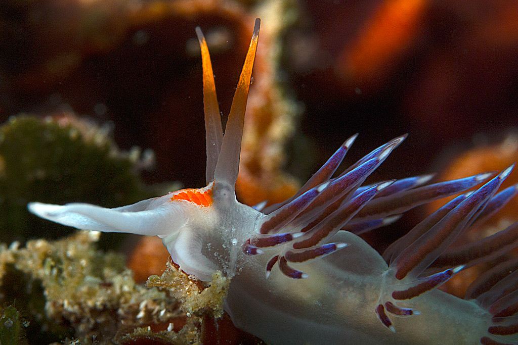 cratena