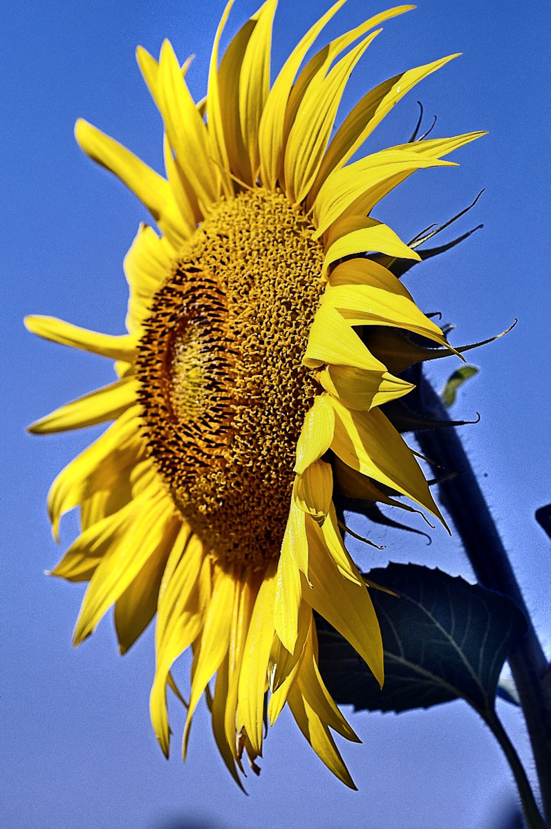 girasole