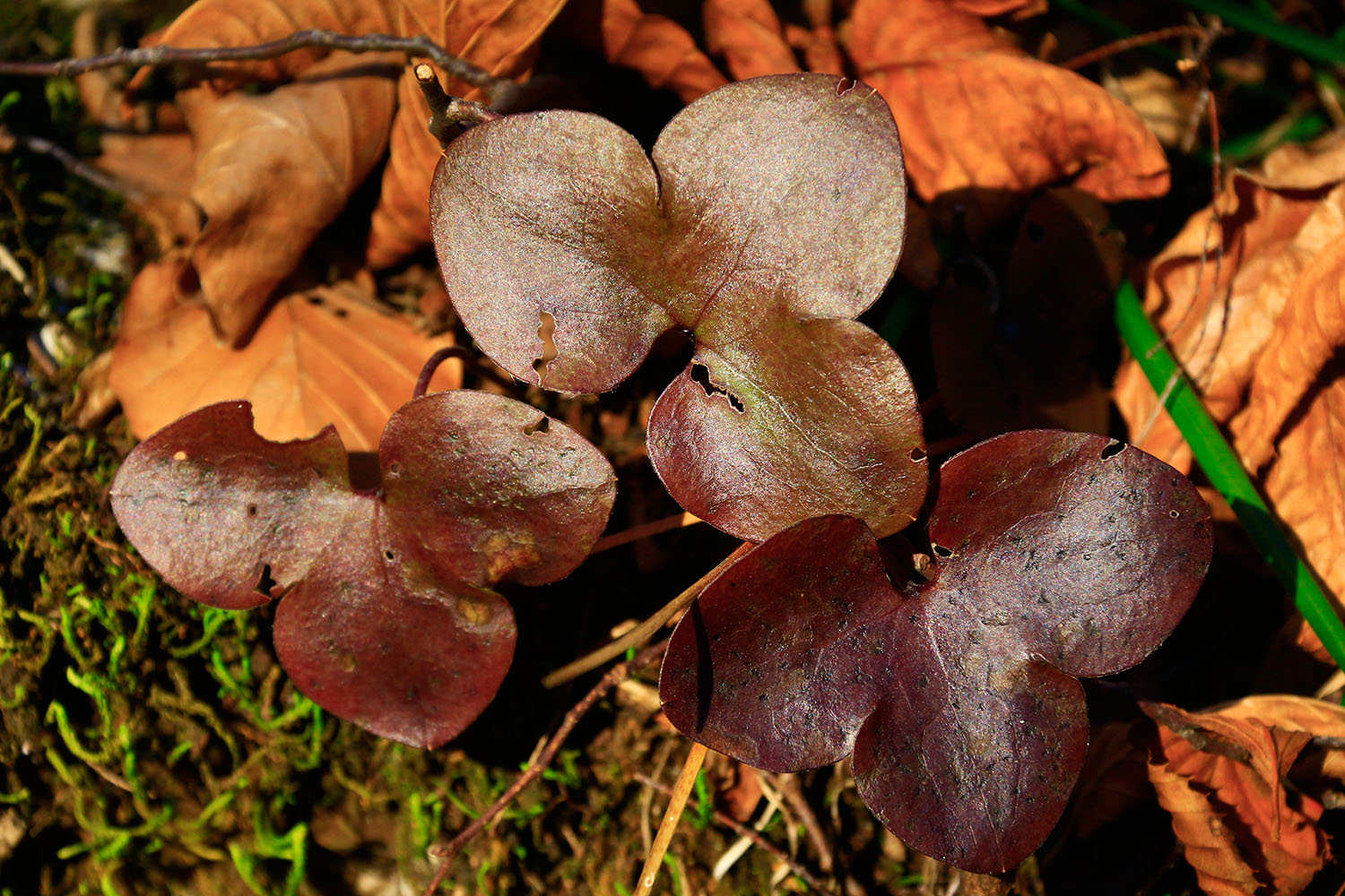 foglie d'autunno