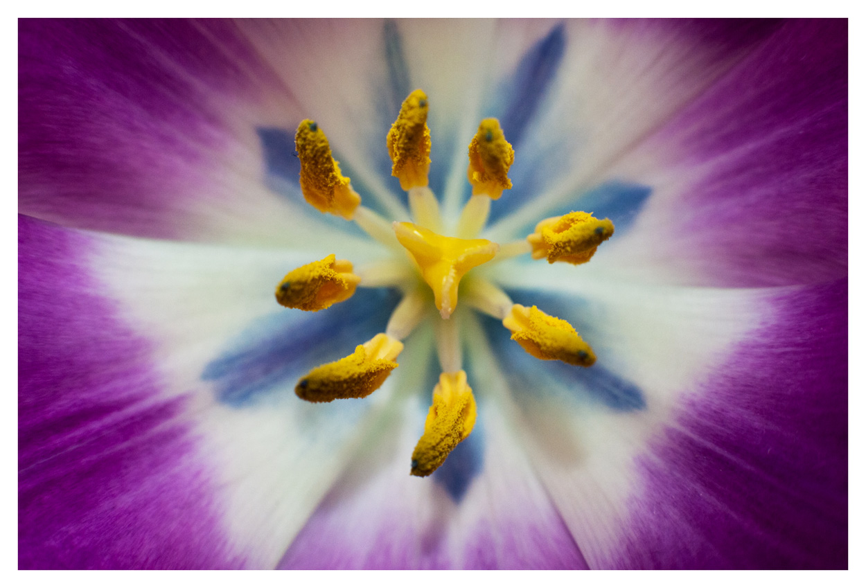 Tulip explosion