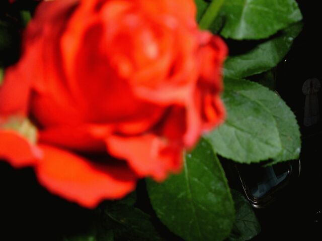 rosa rossa