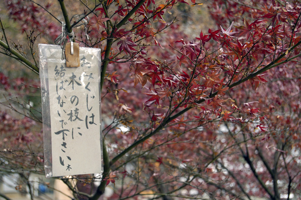 maple