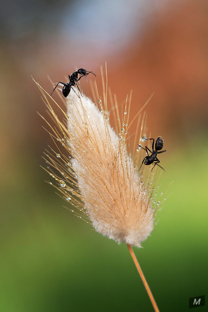 ants dancers