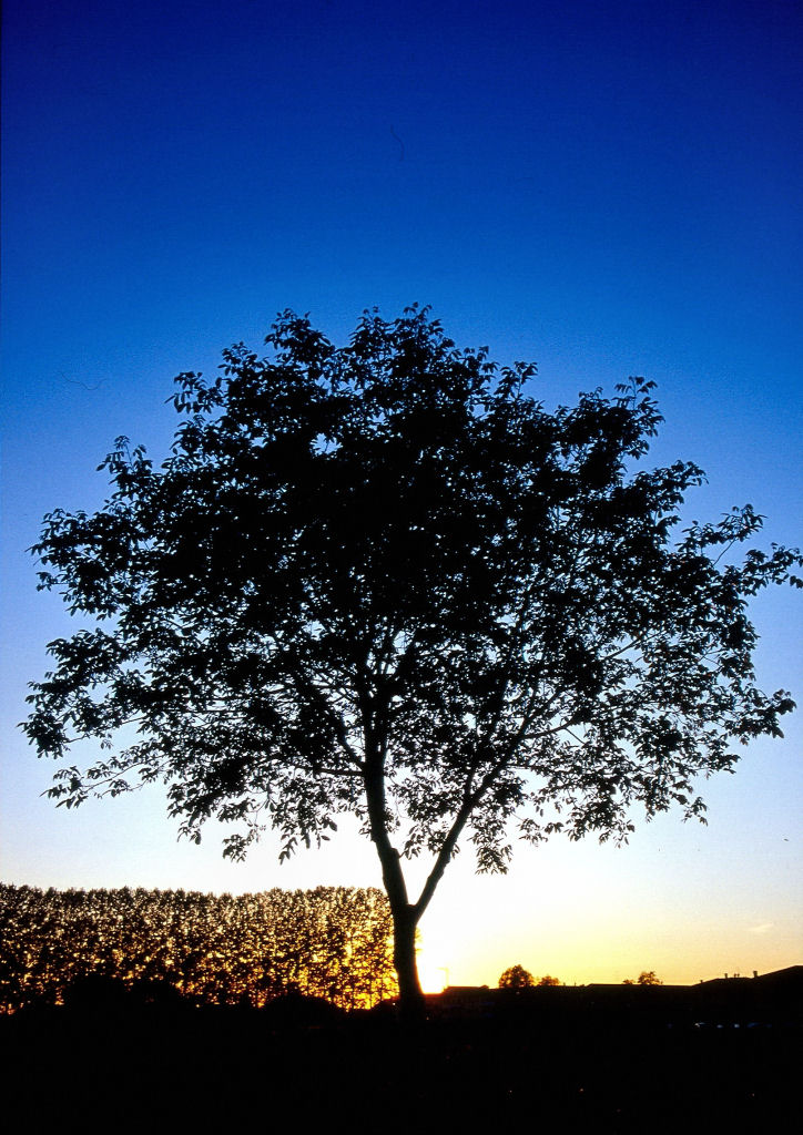Albero al tramonto